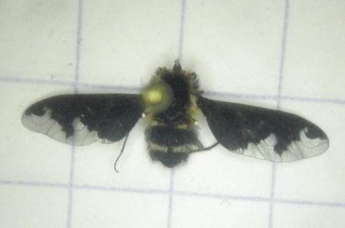 Hemipenthes maura